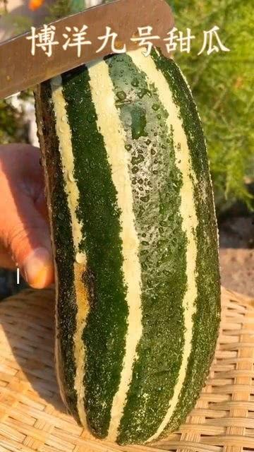 伊丽莎白瓜没有熟咋吃,未熟伊丽莎白瓜的巧妙食用方法