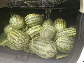 潍坊凳子吃瓜,一场别开生面的夏日盛宴