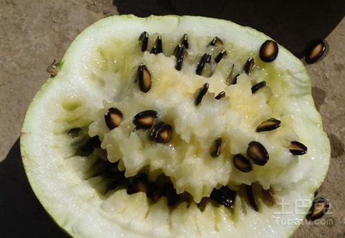 梦见摘籽瓜吃籽瓜,摘籽瓜吃籽瓜的奇幻之旅