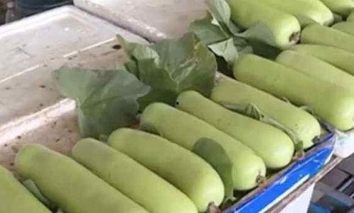 吃瓜后口里苦,揭秘口苦背后的健康秘密