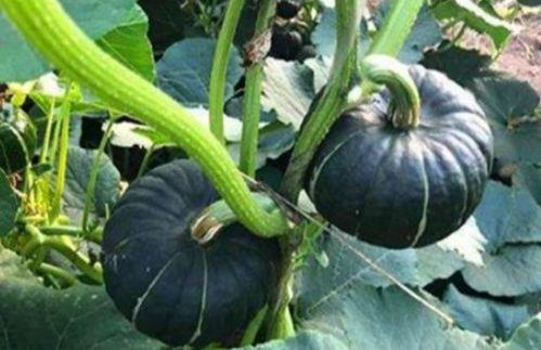 女孩吃贝贝瓜,女孩品尝贝贝瓜的甜蜜时光