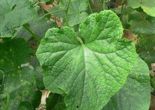 哪些瓜叶子可以吃,盘点那些美味又营养的绿色食材