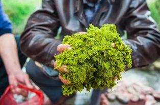 牛屎瓜怎么吃,探索传统美食的新境界