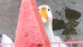 吃西瓜变成瓜娃子