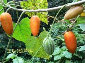 吃网纹瓜嗓子痛,小心嗓子不适！