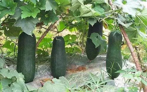 烧瓜不甜怎么吃,破解烧瓜不甜的食用秘籍