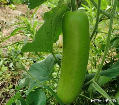 不同的吃瓜习惯,揭秘各式吃瓜习惯背后的文化密码