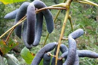 干猫屎瓜咋吃,干猫屎瓜的独特食用方法揭秘