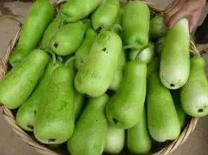 葫芦瓜可以常吃吗