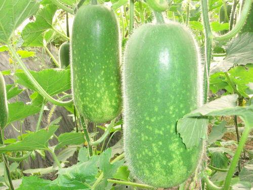 歪哥吃大瓜,揭秘娱乐圈幕后真相