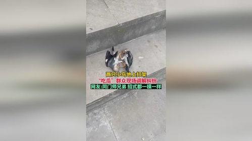 打架现场吃瓜图片大全