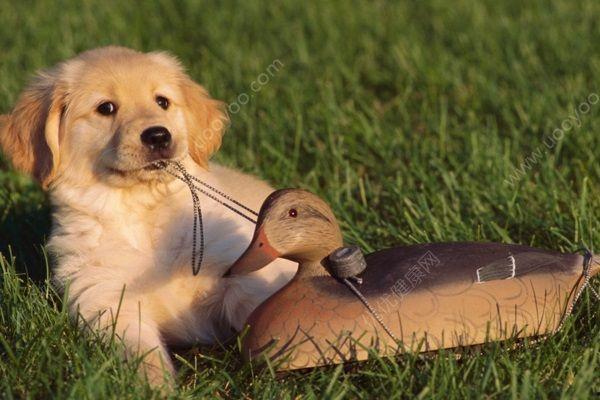 狗狗吃老瓜还是嫩瓜好,老瓜与嫩瓜的优劣对比