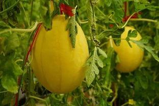 朝阳吃瓜群,揭秘网络社交圈的趣味与争议