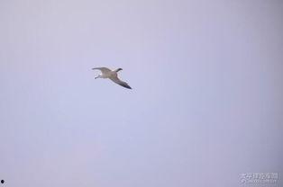 自由飞翔吃瓜图片高清