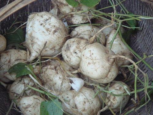 吃瓜达人40,瓜界风云录