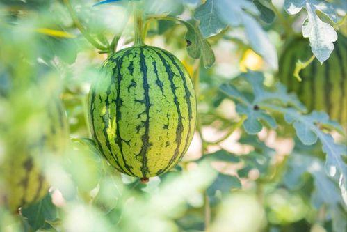 评击吃瓜,评击背后的真相与反思