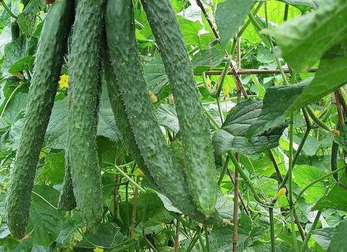 天天吃瓜群,揭秘娱乐圈幕后故事，带你领略明星真实生活