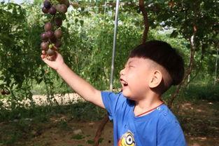 cnxy吃瓜小孟,网络红人的崛起与争议