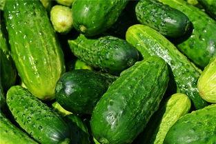 小金梦吃瓜,小金梦的瓜田奇遇记