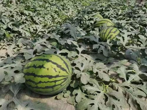 寿光嘉欣吃瓜,瓜田里的甜蜜生活