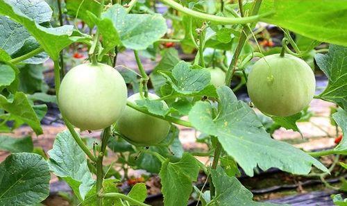 吃瓜博主陕西,吃瓜博主带你探秘地道风味