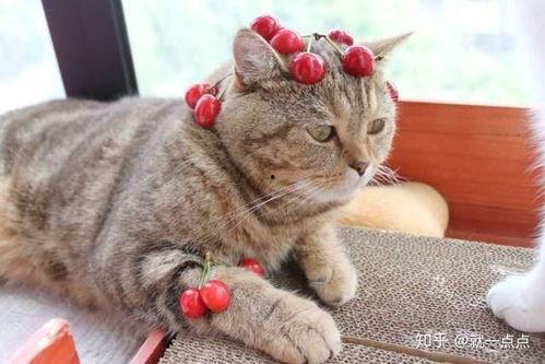 飞云的猫猫吃瓜,瓜田里的美食探险记