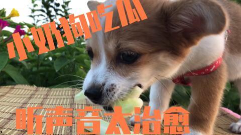 吃瓜大象的狗狗,揭秘宠物界的趣味日常