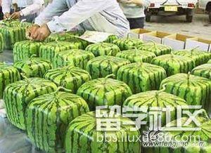 最新吃瓜资讯,明星恋情曝光，幕后真相揭秘