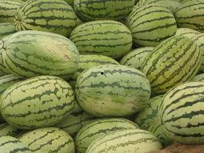 信阳吃瓜群,揭秘当地特色美食背后的故事