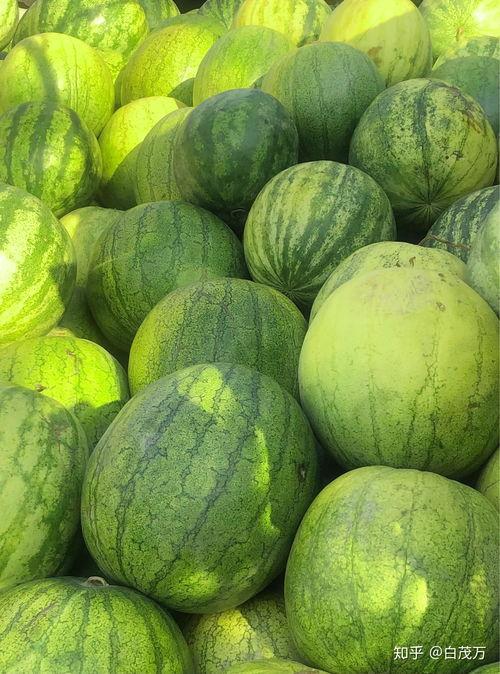 兰州市吃瓜,品味夏日清凉美食之旅