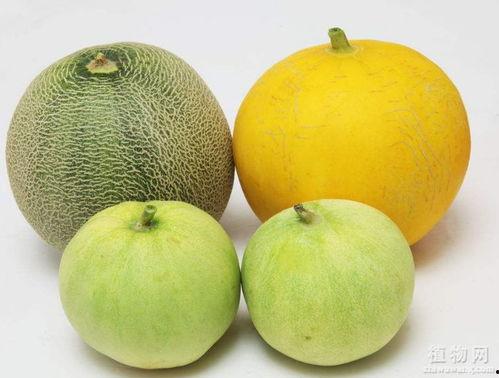 为啥吃瓜喉咙难受,原因及缓解方法