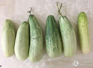 吃瓜群众黄瓜聊天